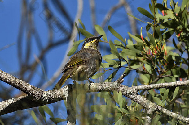 栖息在树枝上的澳大利亚昆士兰红树林食蜜鸟