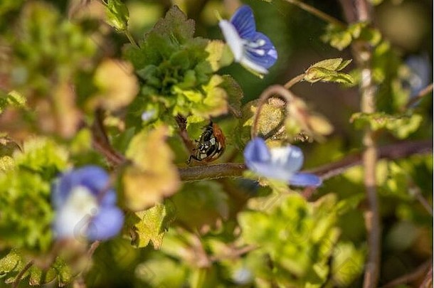 一只小瓢虫在开着蓝色花朵的植物间爬来爬去
