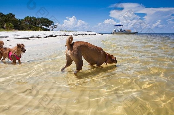 在海滩上玩耍的狗