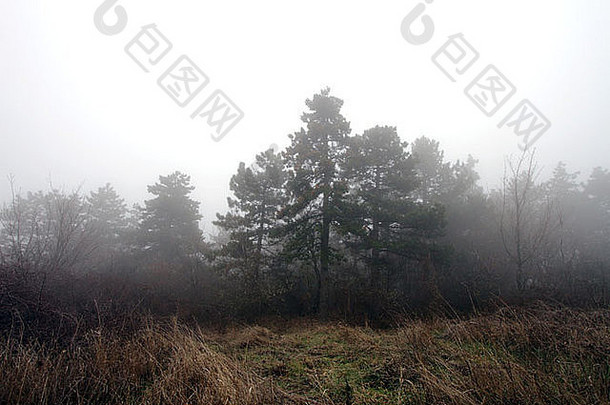 温带气候落叶冬天森林多雾的一天