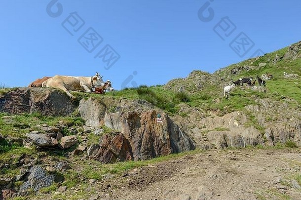 山羊返回农场牧场capriasca谷瑞士阿尔卑斯山脉