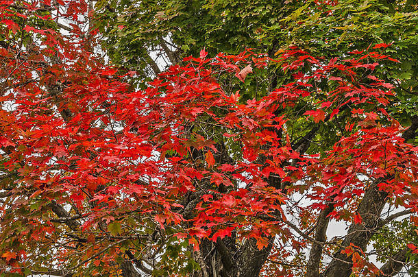 专用枫木树大补丁红色的很多绿色叶子左
