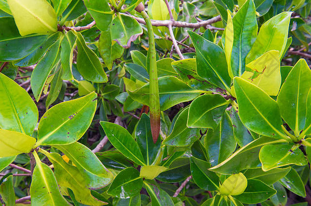 厄瓜多尔加拉帕戈斯Genovesa岛红色红树林（Rizophora mangle）