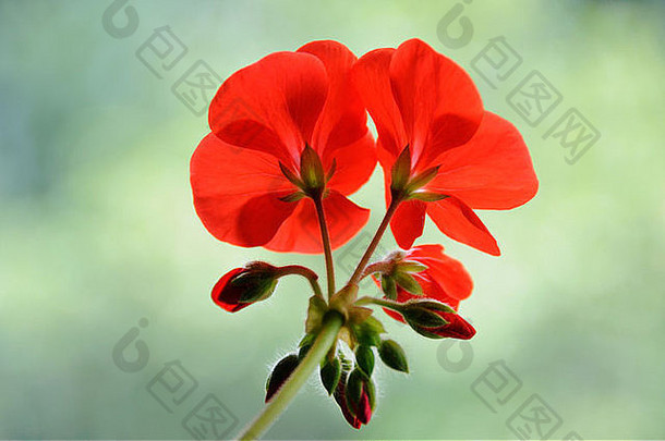 红天竺葵