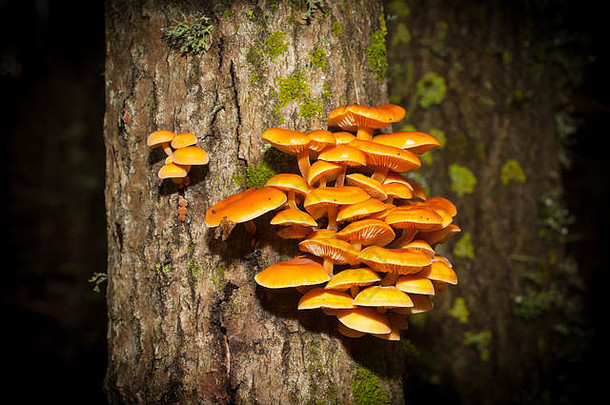 天鹅绒柄食用蘑菇（金针菇属），一种备受推崇的蘑菇。