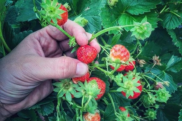 女人收获草莓卢瓦尔法国