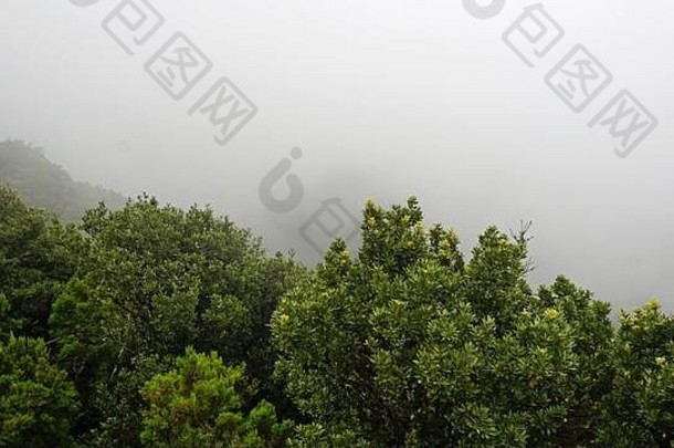 特内里费阿纳加山脉多云多雾的景观