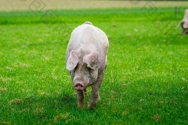 猪站在草地上。草地上的猪