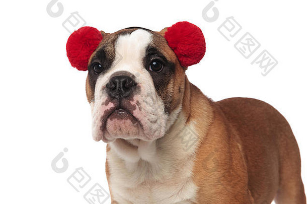 可爱的英国斗牛犬的特写镜头，戴着耳罩，站在白色背景上，侧视