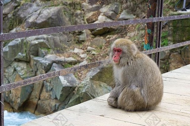吉戈库达尼猴子公园为游客提供了观看野生猴子在天然温泉中沐浴的独特<strong>体验</strong>。公园里有一个人工<strong>游泳</strong>池。