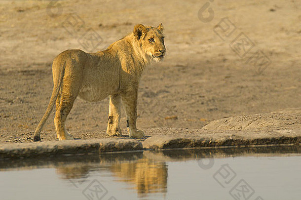 狮子豹属利奥狮子骄傲狮子非洲狮子非洲哺乳动物大食肉动物王丛林王非洲猎人