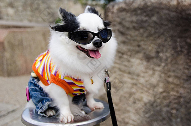 在日本，穿衣服戴太阳镜的酷狗
