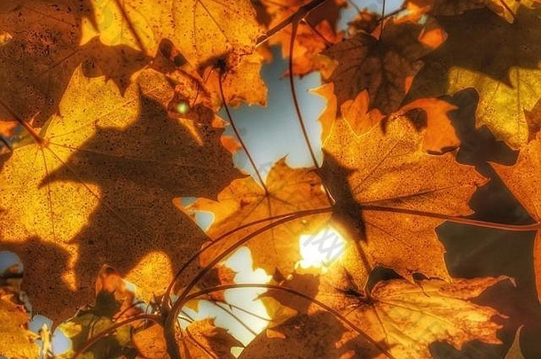 模式自然枫木叶子设置太阳秋天