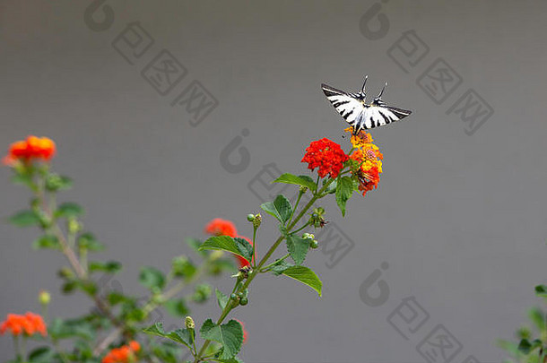稀少的燕尾——飞燕。多彩花朵上的地中海蝴蝶，希腊，克里特岛。