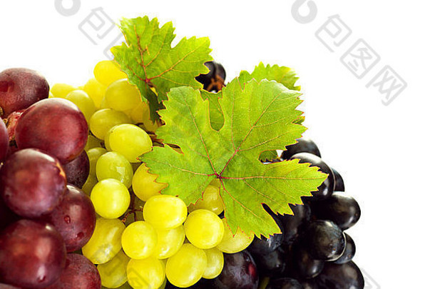 照片葡萄各种种类他来了颜色葡萄边境群葡萄孤立的白色背景