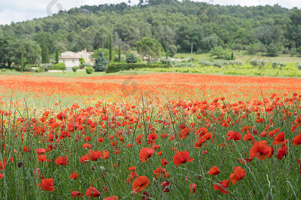 位于法国普罗旺斯地区的一所房子，地里种满了盛开的红色花