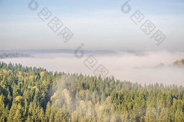 晨雾中山顶的针叶树。针叶林中浓浓的晨雾。茂密的绿色森林。