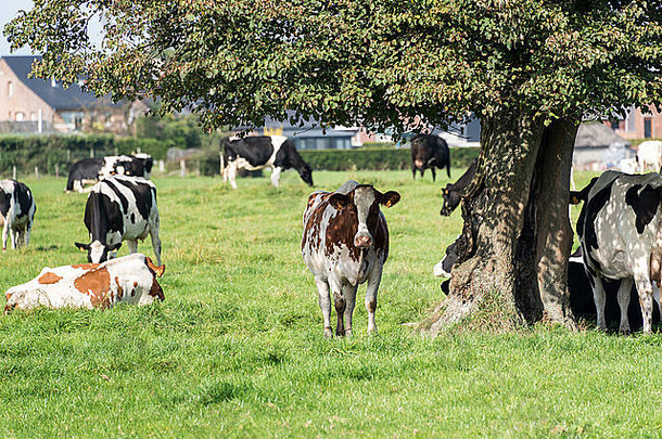 比利时一个农场上，眉毛和黑白相间的奶牛在寻找树荫