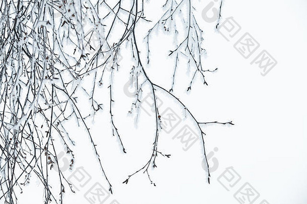 一棵光秃秃的树枝上的霜覆盖着白色的阴天背景，自然的冬季照片