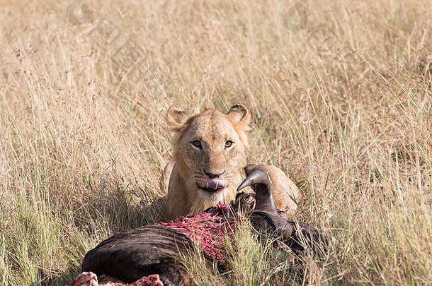 非洲坦桑尼亚，一头狮子正在捕杀角马。