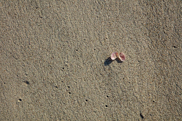 靠近海岸线的海滩上平坦的海沙上的单个贝壳。