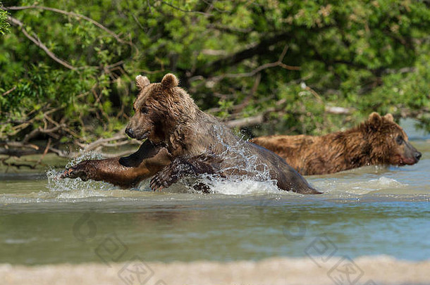 棕熊猛扑红眼鲑鱼，堪察加半岛，俄罗斯。