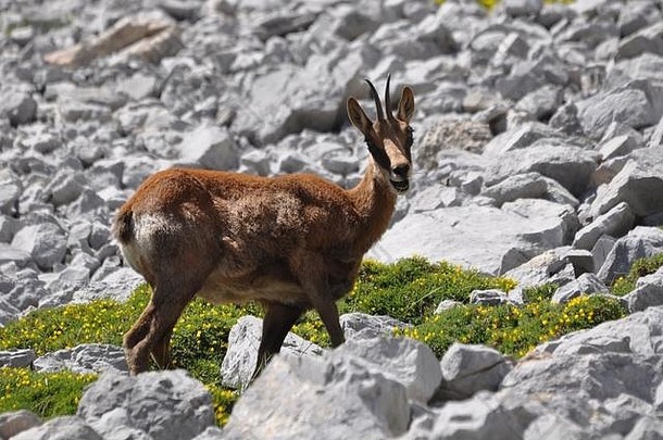 在岩石中觅食的羚羊。在西班牙北部的欧罗巴山脉内捕获。