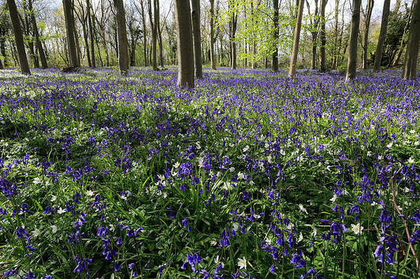 春天的风景，蓝莓和木莲花的地毯；蓖麻地树林；剑桥郡；英格兰