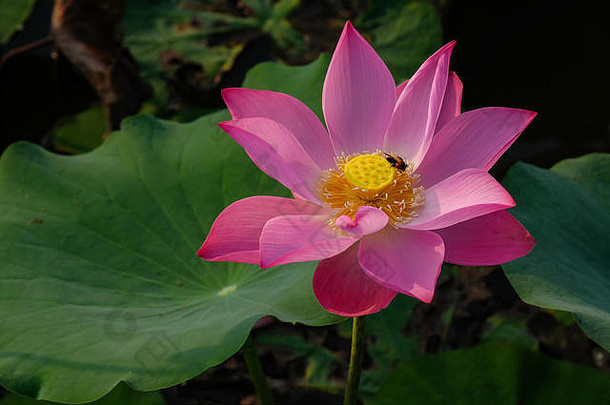 池塘里有虫子的粉红色莲花
