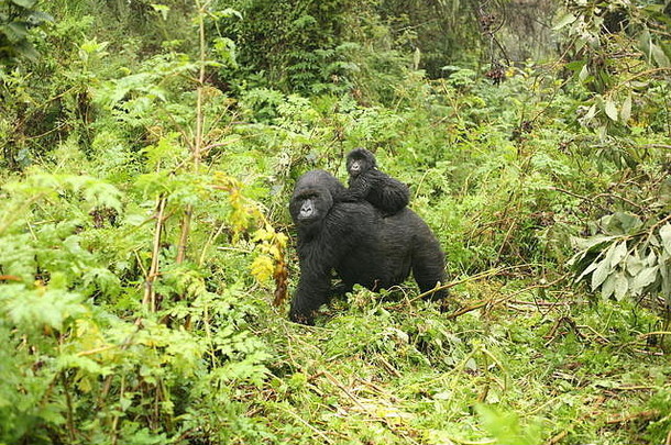 野生大猩猩动物卢旺达非洲热带<strong>森林</strong>