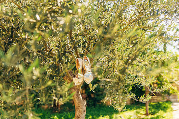 新娘的结婚鞋挂在橄榄枝上