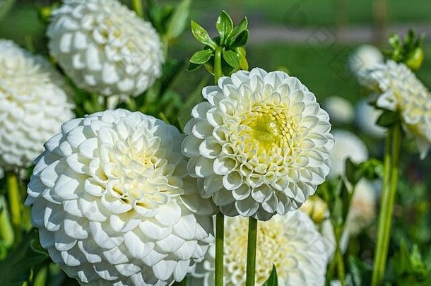 大丽花白色的花。大丽花多年生草本植物