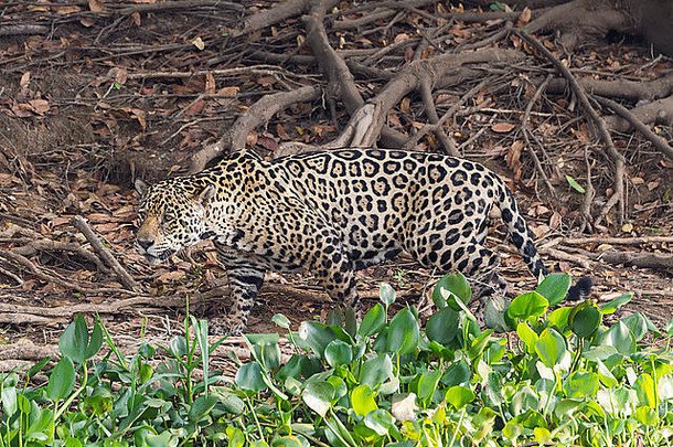 美洲虎（Panthera onca），巴西马托格罗索州潘塔纳尔市Cuiaba河