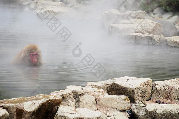 温泉里的日本猕猴。