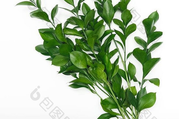绿色植物分支白色背景生态概念
