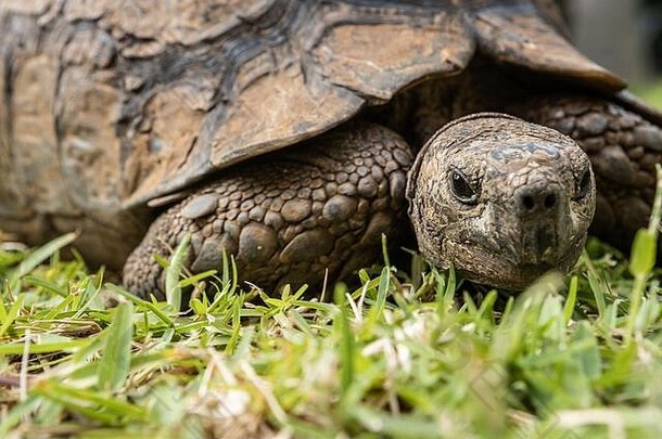 乌龟乌龟慢慢地走草德班南非洲
