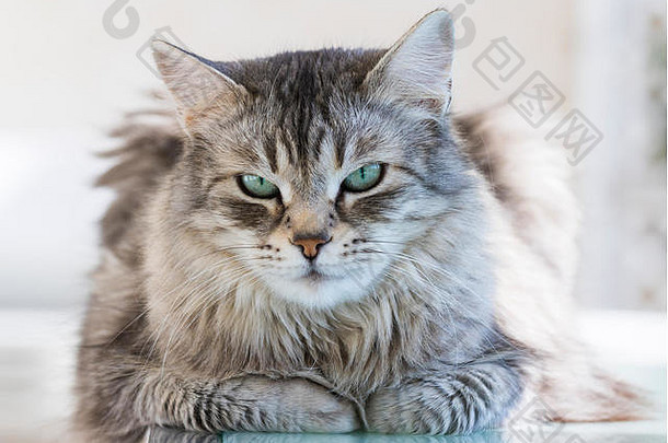 灰色西伯利亚猫长头发的低变应原的小猫