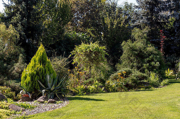 美丽的夏天花园设计针叶树树绿色草早....太阳减少草专业奢侈品园艺凹陷