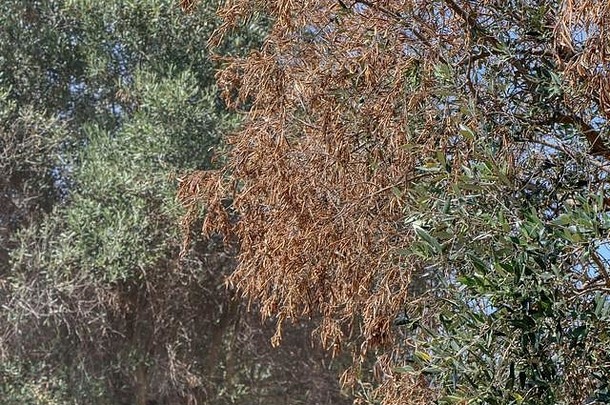 橄榄树受Puglia中细菌xylella苛求的影响