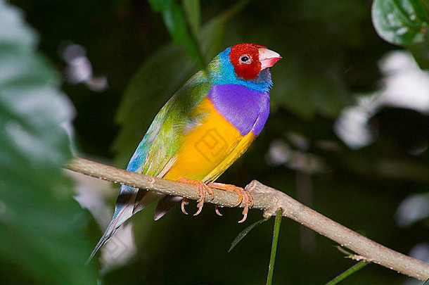 芭比热带鸟2005年9月