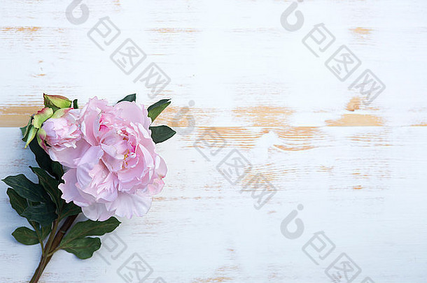 白色复古木质背景上点缀着美丽的粉色牡丹花