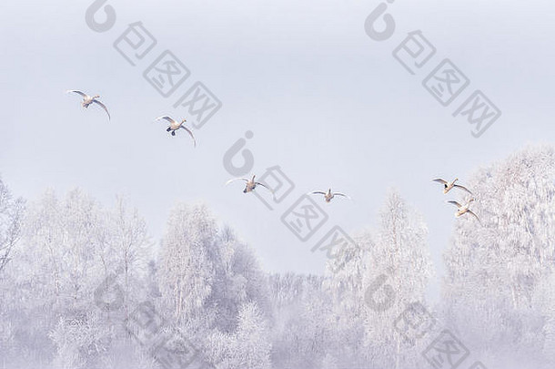 一群天鹅飞过湖面。俄罗斯阿尔泰地区索维茨基区乌鲁扎伊诺耶村斯维特洛耶湖勒贝迪尼天鹅自然保护区