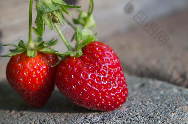 关闭美味的草莓成熟有机花园挂摊铺机人行道早....太阳