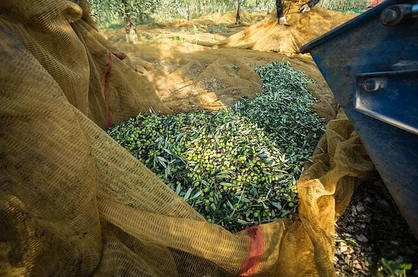 意大利普利亚绿橄榄收获