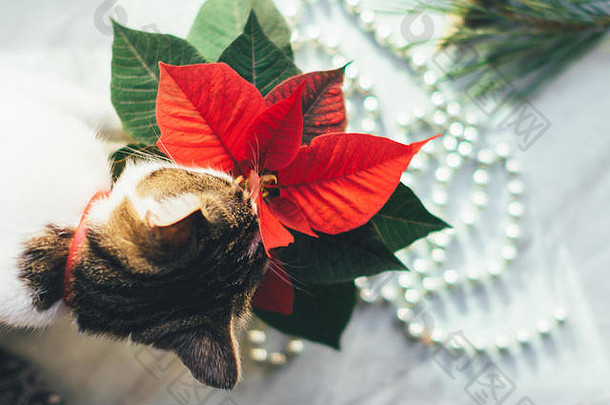 猫吃一品红。舒适的圣诞背景。有趣的<strong>宠物图片</strong>