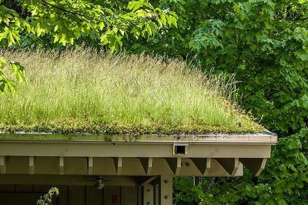 北本德，华盛顿，美国。绿色屋顶上的一座建筑物。拥有绿色屋顶的好处包括：改善空<strong>气质</strong>量、减少热量、<strong>节</strong>能