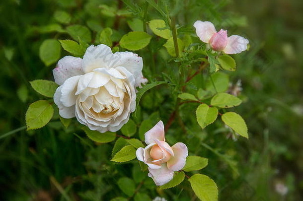 阳光明媚的日子花园里盛开的玫瑰。大卫奥斯汀玫瑰番红花玫瑰