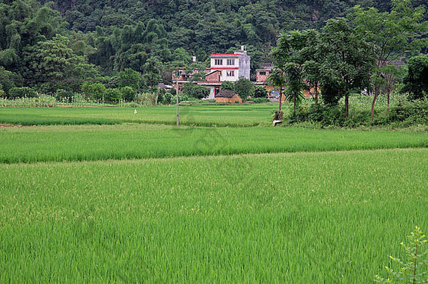 农村中国人景观yangshuo郁郁葱葱的绿色大米字段
