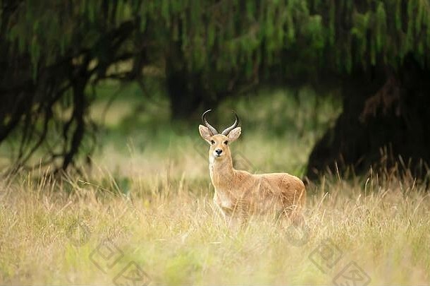 埃塞俄比亚盖赛草原上的一只大羚羊的特写镜头。