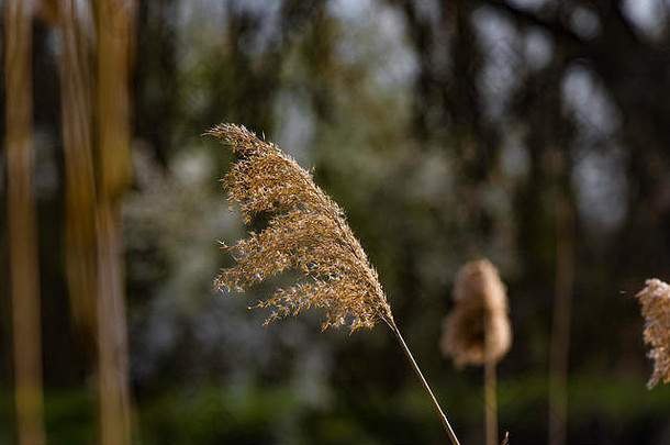 美丽的沼泽草枸杞子香蒲彭巴斯草原模糊背景
